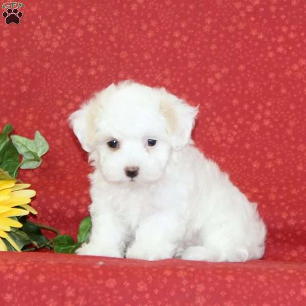 Poppy, Maltipoo Puppy